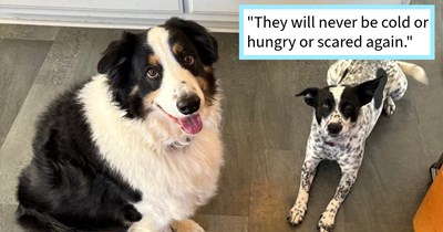 ‘The cattle dog was literally DODGING cars and the shepherd was on the shoulder without a care in the world, eating trash.’: Woman’s family farewell tour for old pupper turns into rescue mission resulting in two dogs saved and fostered from roadside