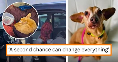 'An unforgettable rescue': Elderly Dachshund found in impounded car after weeks in freezing Minnesota winter, now healing in a loving foster home