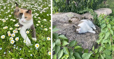 28 Heartwarming Pics of Cute Cats Hanging Out in their Natural Habitat