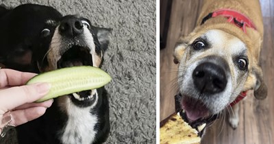 21 Hilarious Pics of Hangry Hounds fur Hungry Hoomans who Haven’t Had Lunch