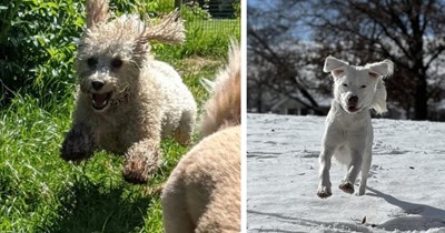 27 Pawdorable Pics of Dogs Running Like You Run Away from your Work