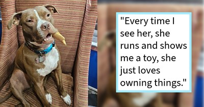 Pitbull who ran under truck in rush hour traffic rescued by man who saved her again when animal control tried to put her to sleep, resulting in dog joining fur family with 2 canine siblings, dog dad says: ‘We are happy she's in her forever home.’