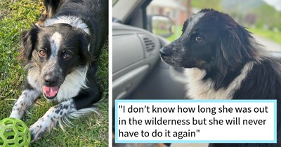 Dog found abandoned in middle of road eating a possum saved by driver, and after fruitless search for pawrents is given forever home with canine siblings, dog dad says: ‘I came back home with something worth a whole lot more to me than a paycheck!’