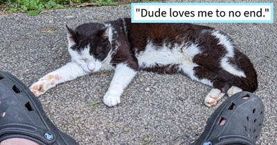 Loner stray cat given home with dog lover and canine sibling after found shivering in pawrent’s garden during storm and becomes part of fur family, pawrent says: ‘He's got as much physical affection to show me as any dog I've had before’