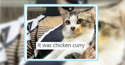 24 Hissterical Posts of Food Stealing Cats Called Out by their Pawrents