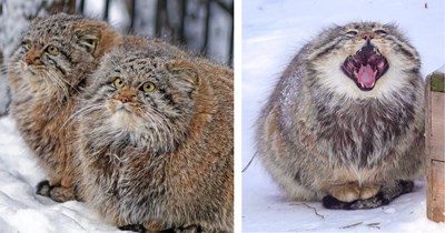 23 Pictures of Purrfect Pallas’ Cats to Brave the Bitter Cold With Fearless Fluff