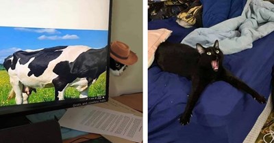 28 Flawless Funny Feline Photos That Leave AI in the Litter Box