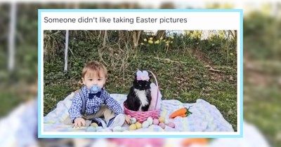 22 Feline Funnies fur a Hissterical End to the Work Week