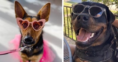 22 Super Stylish Sunglasses Wearing Pupper Pics fur your Dose of Afternoon Awws