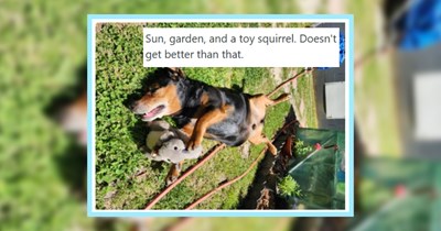 23 Precious Pawrent Posts of Puppers Living their Best Lives