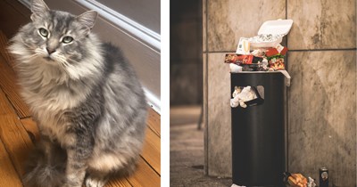 'Trash cats are the best cats': A skinny, greasy cat pops out of nowhere one cold night while kind human is taking the trash out, 10 years later they're the best of friends