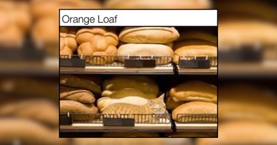 A Bakery of Purrfect Cat Pies For Indulgent Deliciousness