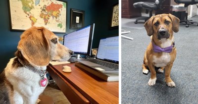 22 Cute Pics of Corporate Canines Crushing their KPIs