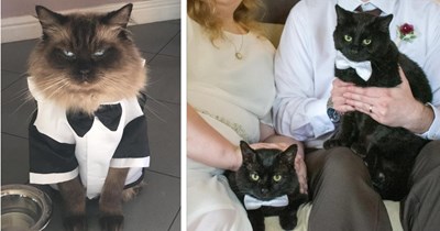 27 Cute Pics of Formally Dressed Felines wearing their Caturday Best