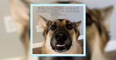 23 Goofy German Shepherd Memes fur all you Good Boys and Girls