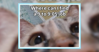 24 Calming Kitty Memes fur Hoomans Who Need to Take a Breath