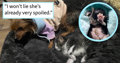 Newborn day old kitten found with umbilical cord still attached by rescuer who nursed and cared for it, raising it to be their dog child’s little sister, pet pawrent says: ‘She’s so playful and is now trying to sneak behind corners and scare my yorkie.’