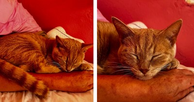 Woman hears chickens raising a ruckus, walks out to find beautiful creamsicle cat lost in her yard, she adopts her on the spot