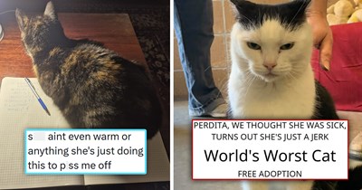 Your Weekly Caturday Meowgazine: 20 I Can Has Meowments That Capture Cats at Their Derpiest and Sweetest (February 28, 2026)