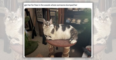 ‘Found her eating out of a dumpster’: 22 "free" cats who went from feline forgotten to family members