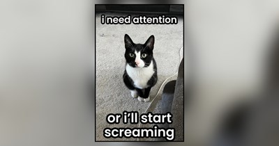 23 Adorable Memes of Cats Demanding Attention on Pawmand