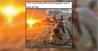 28 Good Doggos to Add a Sparkle of Sunshine to Your Day