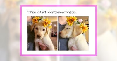 25 Wholesome Doggo Funnies to Start the Weekend on the Right Paw