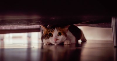 27-year-old cat lover kicks her brother's girlfriend out after she maliciously scares her cats, brother demands an apology but gets refused: 'My home, my cats, my rules'