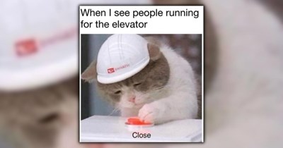 A Fancy Feast of 22 Feline Feel-Goods To Browse on a Cozy Saturday Morning (February 28, 2026)