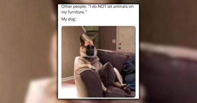 23 Heartwarming Dog Memes for Your Morning Cup of Pawsitivity (February 28, 2026)