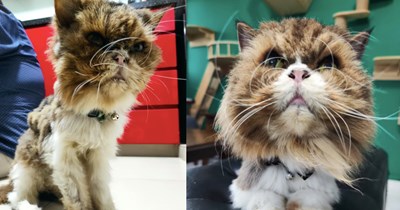 18-year-old cat spends his entire life in a cage until kind rescuers save him, giving the surprisingly sweet senior cat a happy ending to his story: ‘Best 14 months of Pudgy’s life’