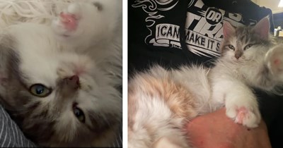 Update: Raised by chickens, "Juju" cat crows like a rooster, loves Spongebob, and is an absolute dream for the Amazon UPS Driver who took her in: 'She really feels like the piece we’ve been missing'