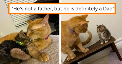 Childless orange cat heartwarmingly adopts two tiny kittens his pawrents found, instantly making them feel part of the family: 'We're proud of him' 