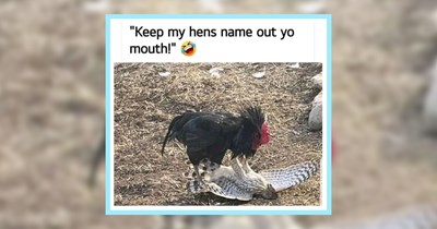 22 Hilarious Memes of Absurd Animals Destined to Distract you from Work