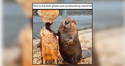 25 Smiling Friends of Furry Pets for Weekend Scrolls