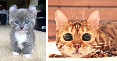 A Sugary Sunday Craving of Cute Cats and Kitties to Satisfy Your Sweet Tooth