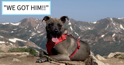 Dog disappears after canine confrontation on trail, sparking week-long drone-led search mission leading to his safe return after a couple were able to carefully approach him with treats, dog dad says: ‘His paws are sore but he's ok!’