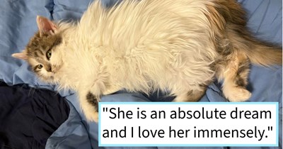 The heartwarming tale of the mysterious stray kitten who was gifted to delivery driver on Valentines Day and her instant acceptance and adoration of indoor life with her feline sibling, cat mom says: ‘Her and her big brother are playing constantly’