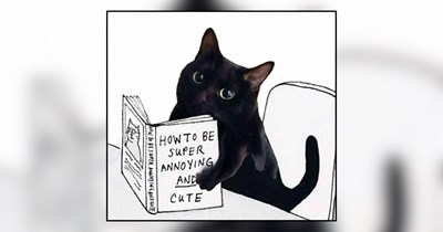 23 Sweet and Slightly Spicy Memes of Adorable Black Cats