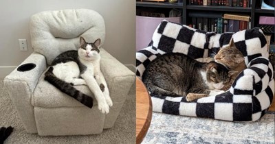27 Lackadaisical Cats Lounging in Meowniature Furniture Designed to Redecorate a Cat Lover's Mood