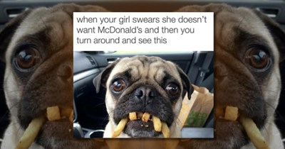 34 Cute Dog Memes to Start the Day With a Boost of Canine Whimsy (March 2, 2026)