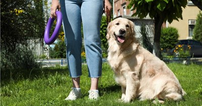 Entitled sister expects her sibling to dogsit Copper the Golden Retriever without notice, but fails to ask ahead or say thank you: 'She said she "forgot" and that she had already booked her flight'