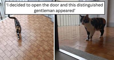'Am I being adopted': After days of mysterious meows, a distinguished cat appears at an Italian apartment door, ready to choose his new hooman
