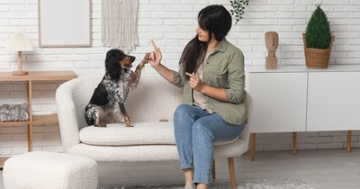 Boyfriend calls girlfriend "evil stepmother" when she tries to train his poorly behaved Shih Tzu, leading to potential breakup when their dogs won't get along