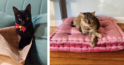 21 Purrfectly Distinguished Gentlemen in the Form of Felines Most Dignified and Dapper 