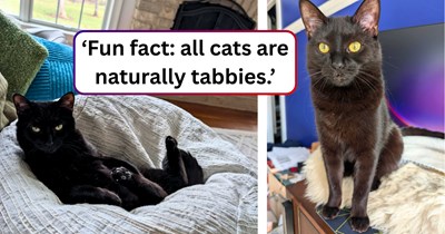 Feline fur genetics explained by expurrts to a curious cat pawrent, after observing her cat's unique coat color patterns.