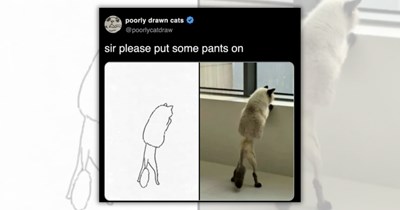 25+ Pawsitively Silly Posts of House Cats For Mondays That Need Adult Supervision