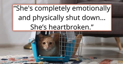 Heartbroken cat can't move on after co-worker dumps her for being too expensive to move with, kind couple rescues her and tries everything to make her happy, but they end up in need of advice: 'What can we do to help her?'