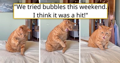 Cat owner blows bubbles next to their single brain-celled orange, resulting in the funniest series of photos, which people instantly turn into memes: 'Brain cell is totally shorting out!'