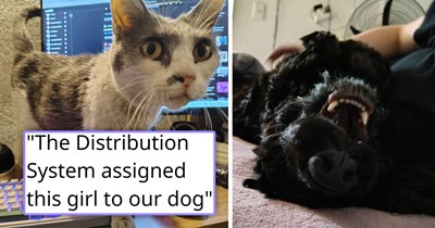 Delightful doggo finds sick kitten in basement, alerts his parents, and they bring her into the family and give her the home that she needed: 'She loves having her belly rubbed' 